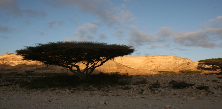 Oman &ndash; Sulle antiche vie carovaniere: un deserto dorato, fortezze, palazzi e mercati 2